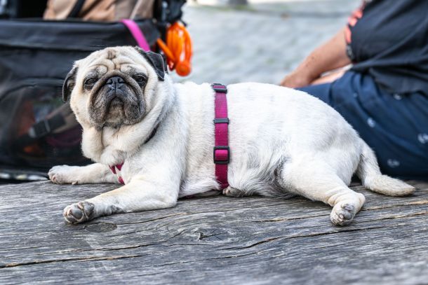 Hunde