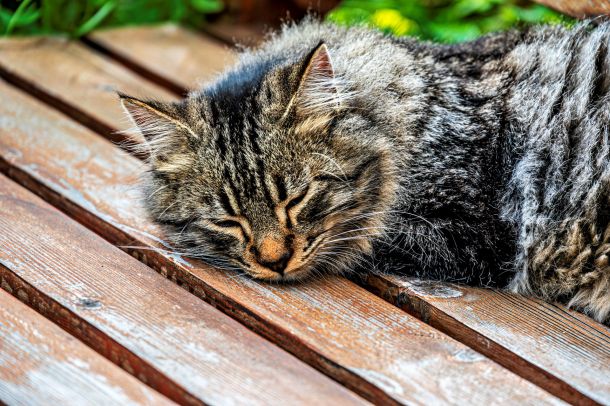 Katze