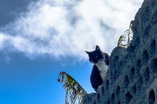 Katze
