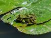 Wasserfrosch