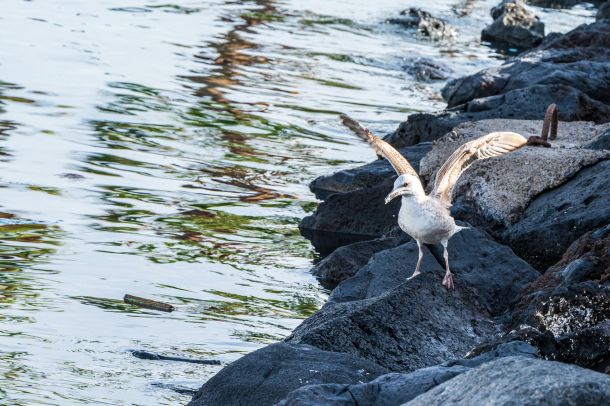 Möwe