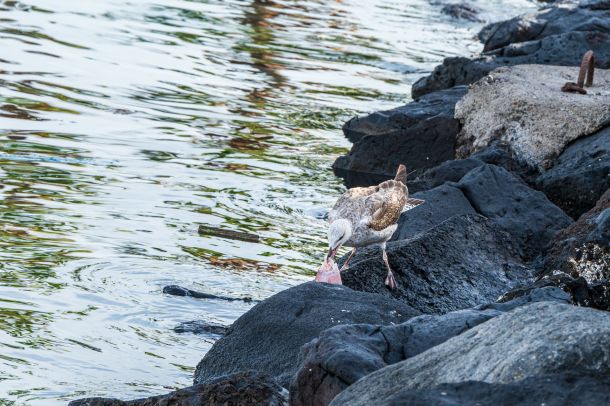 Möwe