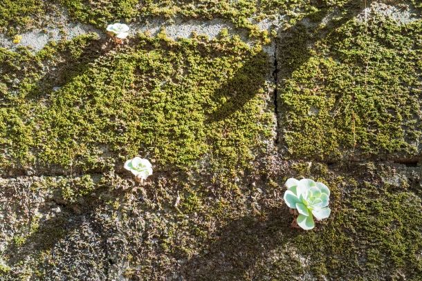 die Natur kommt zurück