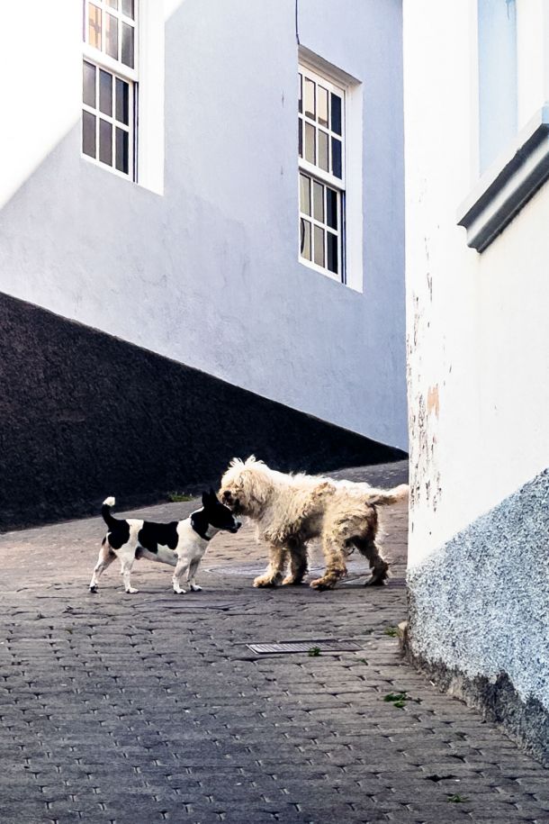 Hunde