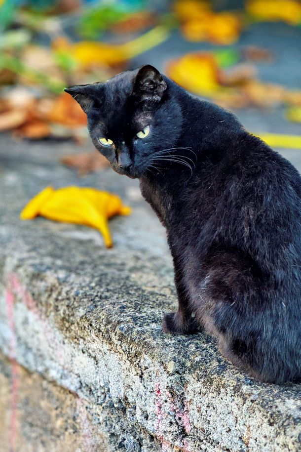 Katze