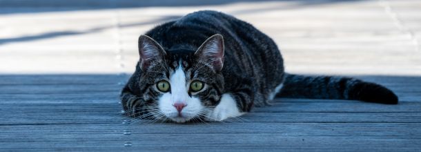 Katze