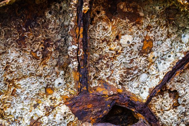 Rost
