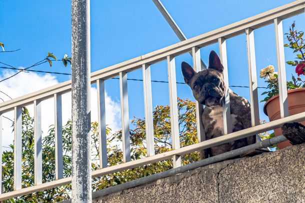 Hunde