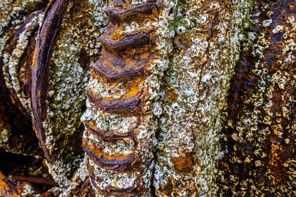 Rost