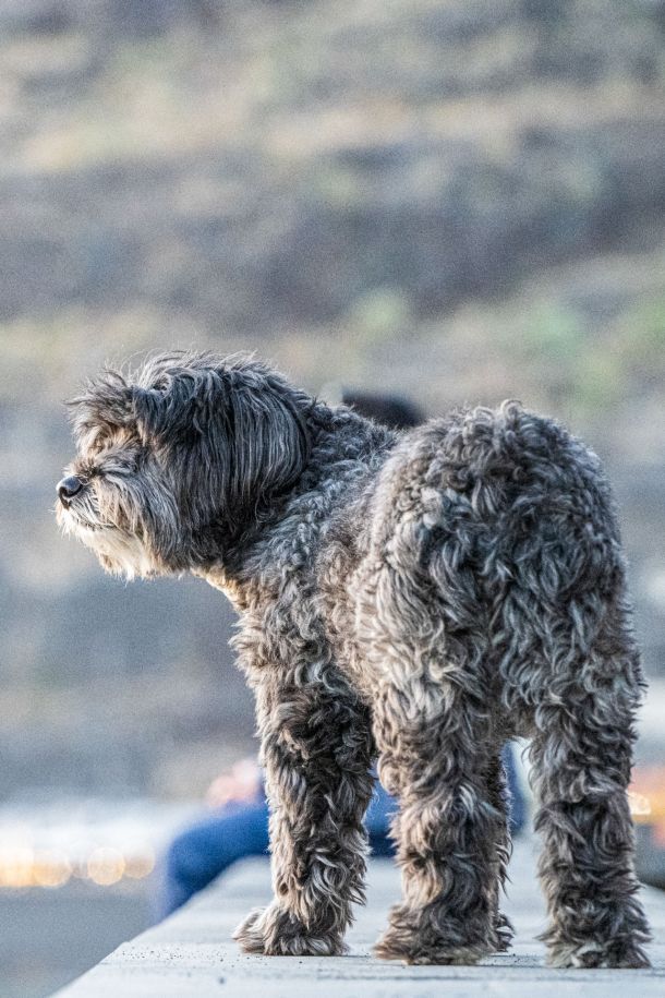 Hunde