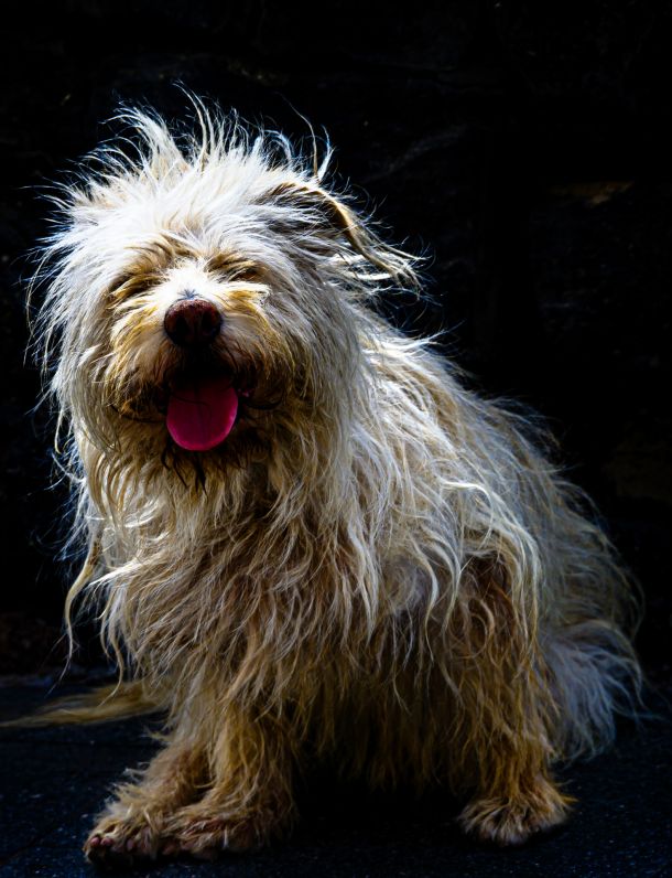Hund