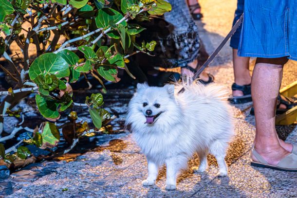 Hunde