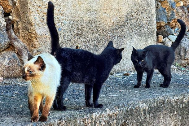 Katze