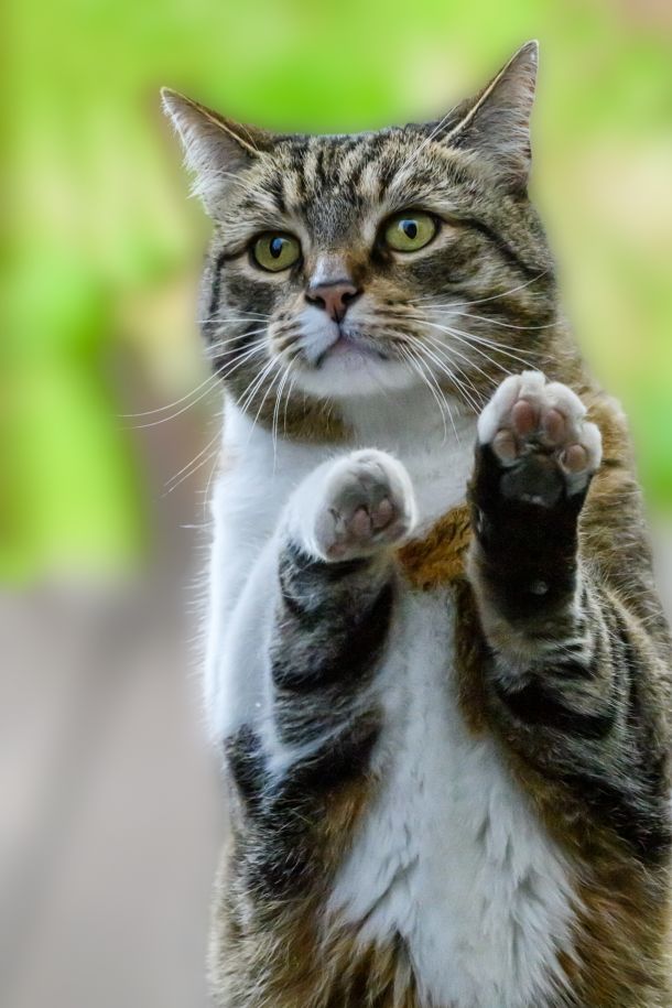 Katze