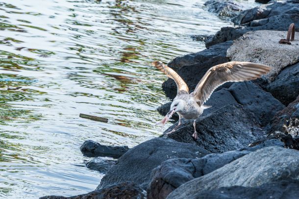 Möwe